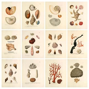 Vintage Seashells Prints, Sea Shell Illustrations Beach Ocean Wall Art Posters - Picture 1 of 13