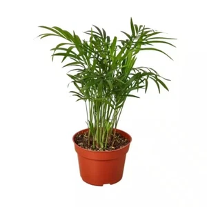 Parlor Palm (Chamaedorea Elegans) Plant in 4 in. Grower Pot - Picture 1 of 4