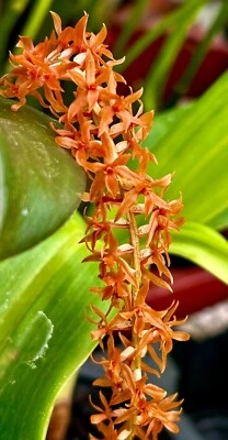 Dendrochillum Convallariaeforme ´Naranja´ Fragancia Orquídea Dendrobium - Imagen 1 de 4