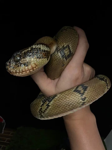 custom 3d printing gk resin snake rattlesnake    statue figure   painted  resale Cover