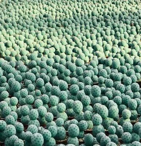 Tephrocactus geometricus - - Bild 1 von 3