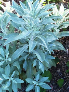 250+ White Sage SEEDS  / Indian Sacred Herb/ ! Salvia Apiana Packed 2024+ Bonus! - Picture 1 of 1