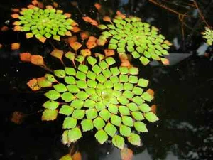 Mosaic Flower Floating Easy Freshwater Tank Pond Plant Fish Ludwigia Sedioides - Picture 1 of 4