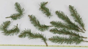 10 Artificial Pine Branch Twigs Crafts Taxidermy Habitat Christmas Holiday Decor - Picture 1 of 9