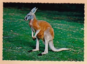 Australian Red Kangaroo - c.1974 - used/posted - Bild 1 von 2