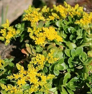 Sedum kimnachii Drought Tolerant Roof Garden in Punnets/Seed Trays. - Picture 1 of 7