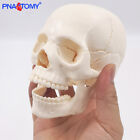 Head Bone Assembly Skull Model Teaching Medical Model