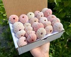 25 Pack Gift Box Natural Pink Sea Urchin Shells 1.5-2" - Real Sea Shells Decor