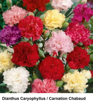 Seed Carnation Dianthus Caryophyllus Chabaud VTG FLORIST Mix DOUBLE Showy SCENT - Image 1 of 2