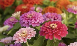 10 CALIFORNIA ZINNIA SEEDS | SALE FREE SHIPPING NON GMO HEIRLOOM - Picture 1 of 1