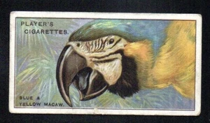 THE BLUE & YELLOW MACAW 1929 JOHN PLAYER CIGARETTES CURIOUS BEAKS #31 GOOD - Picture 1 of 2