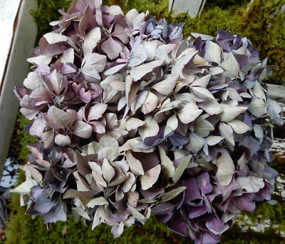 10 Dried Hydrangea Flowers Dark Pink, Lav, Purple  Primitive DIY Craft Farmhouse • 11.69€