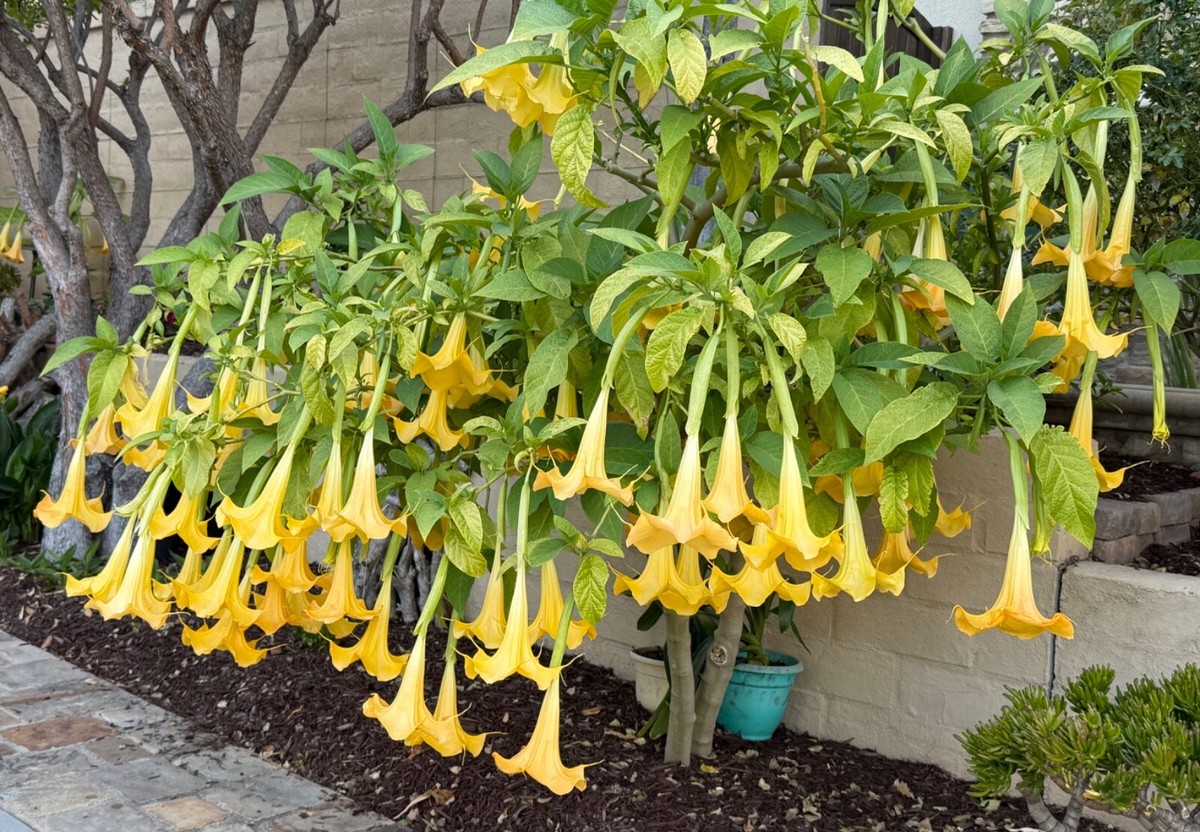 Angel's Trumpet Flowering Full Sun Seeds & Bulbs for sale | eBay