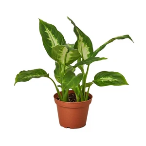 Dieffenbachia Camille - Bild 1 von 12