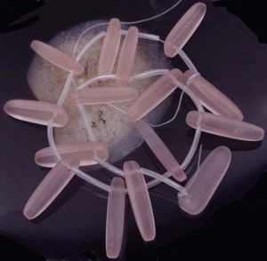 Frosted Rosaline Sea Glass Drop Teeth Beads 13"  - Picture 1 of 1