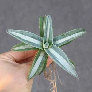 10CM Sukkulente Agavenpflanze Agave Americana Mediopicta Trel Alba bunte Pflanze - Bild 1 von 17