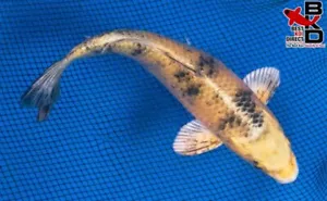 8" KIN KI UTSURI Live Koi Fish Garden Pond 4/6 - Picture 1 of 5