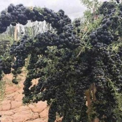 Lycium ruthenicum | Russian Boxthorn | Black Gojiberry | 100 Seeds - Image 1 of 4