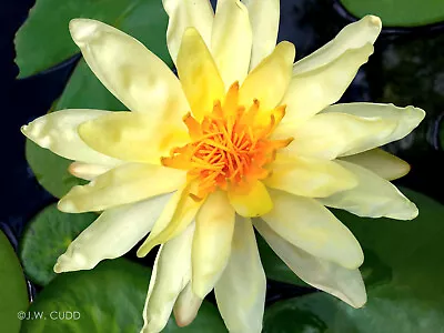 Nymphaea Charlene Strawn (Yellow Hardy Water Lily) Live Plant, Tuber Rhizome - Image 1 of 4