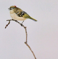 Birds Wildlife RUBY CROWNED KINGLET Glen Loates Vintage Art Book Plate Print 30