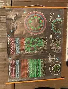 DE COLECCIÓN DR AUZOUX BOTÁNICO DESMONTABLE ESCUELA PARED TIZA TABLA PLANTA ANATOMÍA - Imagen 1 de 11
