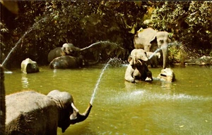 Disneyland Elephant Pool Postcard. Vintage 70s 80s Old Card - Picture 1 of 2