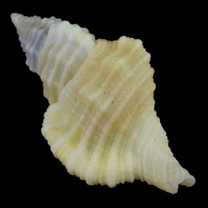 MONOPLEX MUNDUS (Olango Isl., Philippinen) 26,4 mm #47353 - Bild 1 von 4