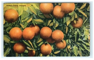 1950 The Orange Native of Asiatic Counties Early Posted View - Bild 1 von 2