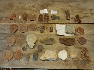 Lote de 34 piezas totales Fossil - Imagen 1 de 24
