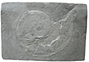 Schieferplatte mit Versteinerung, Fossil ca. 18 x 12 x 1,5 cm - Bild 1 von 2