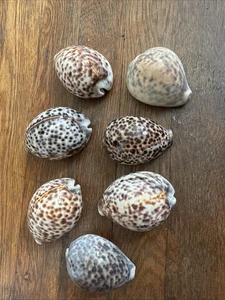 7 VINTAGE SEA SHELL LOT BEACH AQUIRIUM OCEAN RETRO CORAL SHELLS COWRIE 3” - Picture 1 of 13