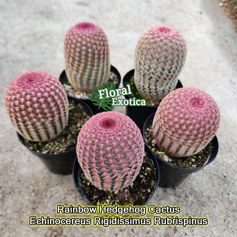 Rainbow Hedgehog Cactus -  Echinocereus Rigidissimus RubrispinusStarter Plant - Image 1 of 4