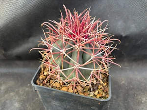 FEROCACTUS VISCAINENSIS VIVAIO IL GIARDINO DI MAYA CACTUS 231 - Foto 1 di 12