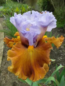 "VALLEY OF DREAMS " -TALL BEARDED IRIS - LAVENDER/RICH SIENNA BROWN - Picture 1 of 5