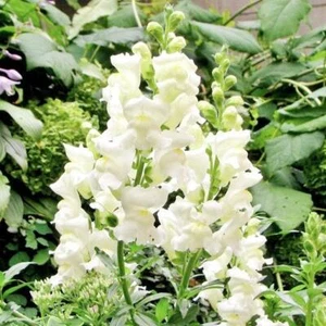 Snapdragon SNOWFLAKE Blooms Spring-Fall White up to 36" Non-GMO 500 Seeds - Picture 1 of 6