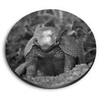 Round Mdf Magnets   Bw   Six Banded Armadillo Brazil 36967