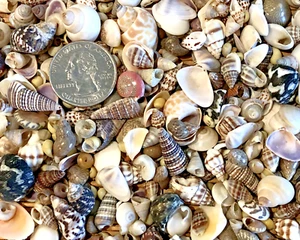 1/2 CUP OF PHILIPPINE TINY TO SMALL SEA SHELLS - Great for crafting - Picture 1 of 2