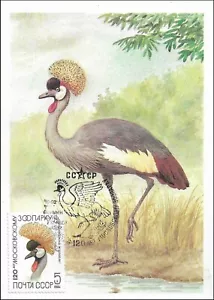 Maxi Tarjeta 1984 Grulorum Grulorum Grulorum Grulla Cultivada Pájaro Baleares Vida Silvestre Rusia Como Nueva FDC - Imagen 1 de 1