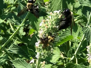 Fresh 2024 Fully Organic Catnip*Nepeta Cataria SEEDS~Perennial Herb *Heirloom - Picture 1 of 9