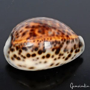 2.8” Cypraea Tigris Spotted Large Seashell Conch Craft Beach Decor Cowrie Shell - Picture 1 of 7
