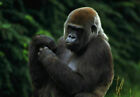 386876 Western Lowland Gorilla WALL PRINT POSTER UK