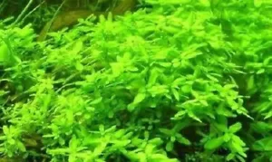 schnellwachsende grüne Aquariumpflanzen gegen Algen im Aquarium Wassersterne - Bild 1 von 2