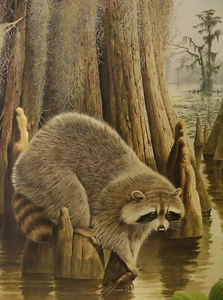 1975 Raccoon Offset Lithograph Print by Arthur Singer Signed & Numbered - Picture 1 of 11