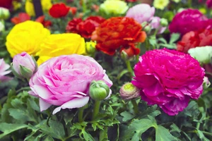 20 Ranunculus Asiaticus MIX Summer Flowering Bulbs Buttercup Garden Perennial - Picture 1 of 10