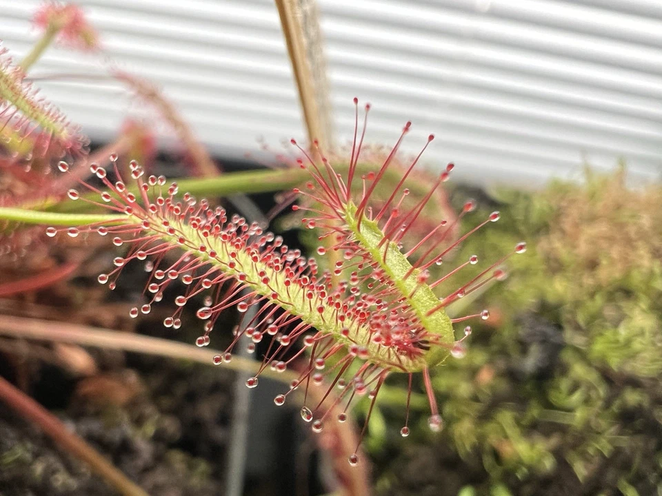 Semillas de Drosera Capensis - Verdades mixtas Foto 1 de 3