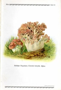 1913 GRAMBERG CHROMOLITHOGRAPH Mushrooms: clustered coral, pink-tipped coral - Imagen 1 de 3