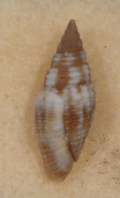 Mitra Flammea 19 mm Bantayan Island Cebú Filipinas 1-2 metros arena fangosa Foto 1 de 4