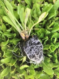 Perpetual Spinach plugs ready now. - Picture 1 of 2
