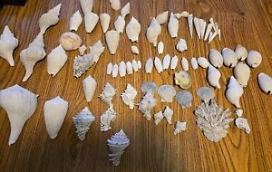 Florida fossil Shell Lot