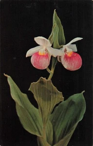 Minnesota, vistosa zapatilla de dama, flor de mocasín, postal vintage - Imagen 1 de 2
